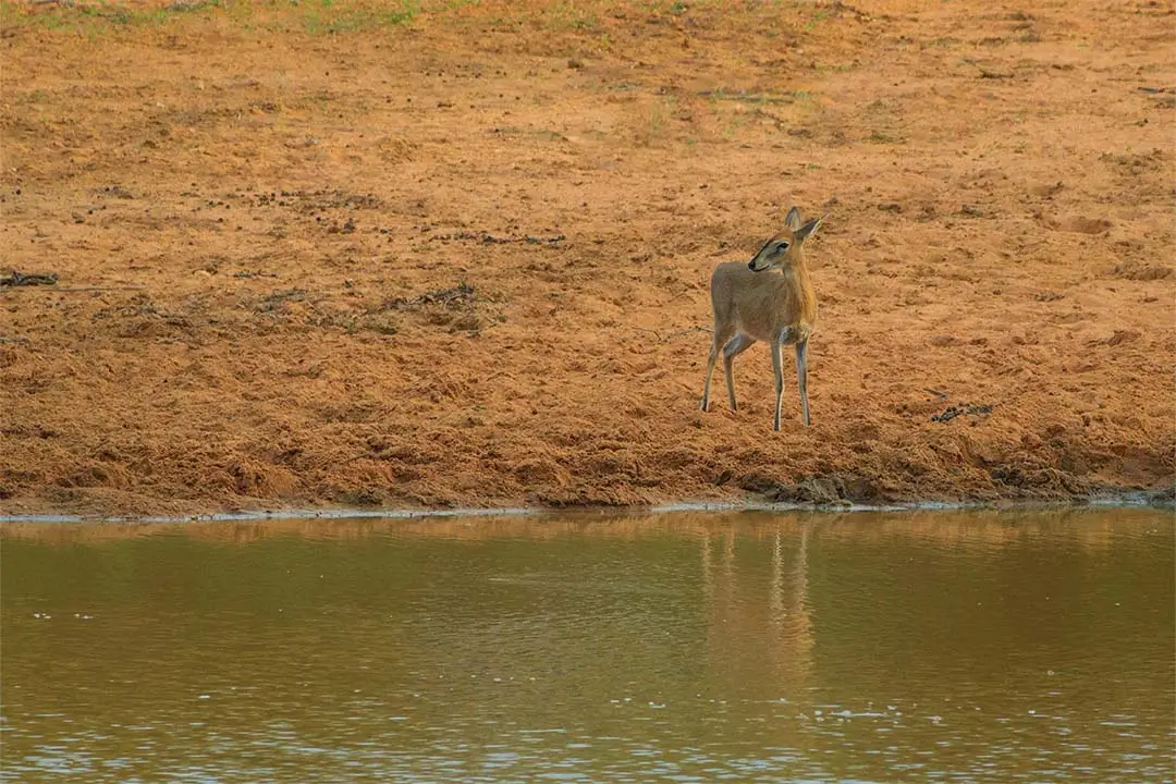 common duiker